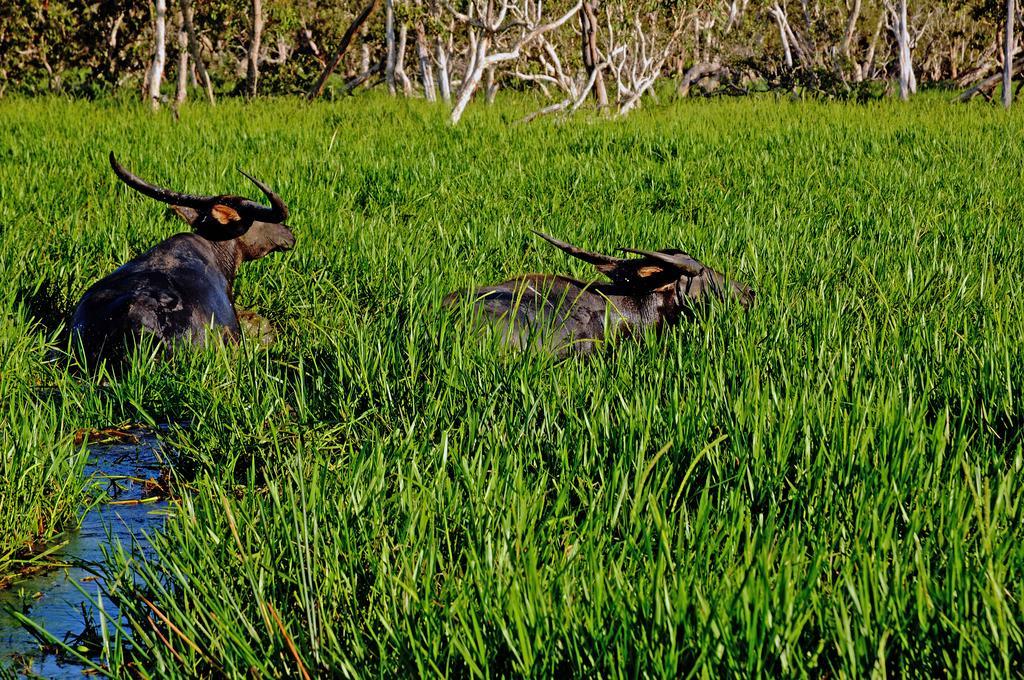 Bamurru Plains Point Stuart Exterior foto
